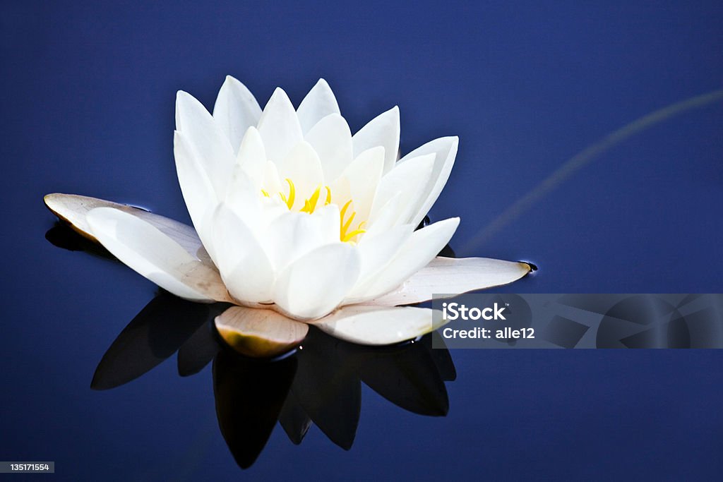 White water lily na niebieski - Zbiór zdjęć royalty-free (Lotos)