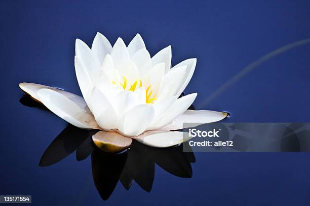 White Water Lily Na Niebieski - zdjęcia stockowe i więcej obrazów Lotos - Lotos, Niebieski, Alba