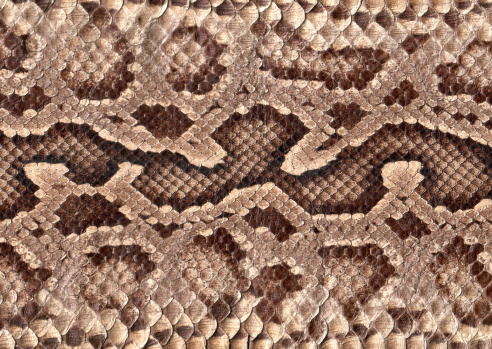 Piel de serpiente photo