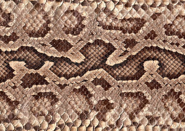Snakeskin stock photo