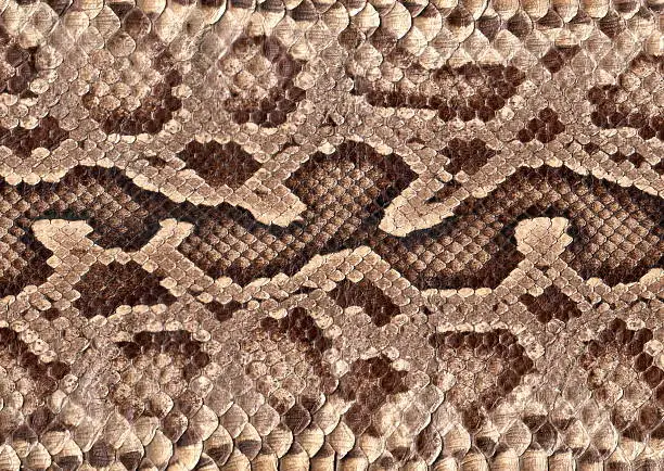 Snakeskin close up.