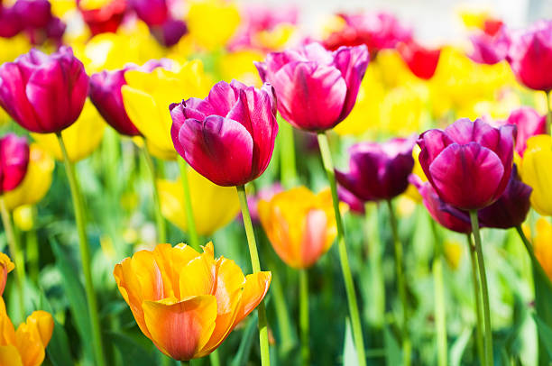 istock Many tulips in the park 135171612