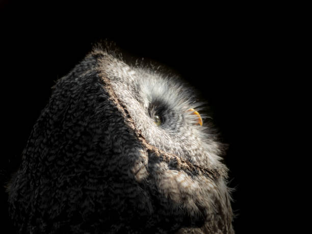 クローズ アップ サイドビュー グレート グレー フクロウ - owl awe bird close up ストックフォトと画像