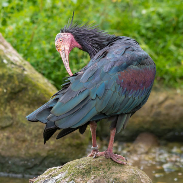 istock Northern bald ibis Preening on the Ground 1351716546