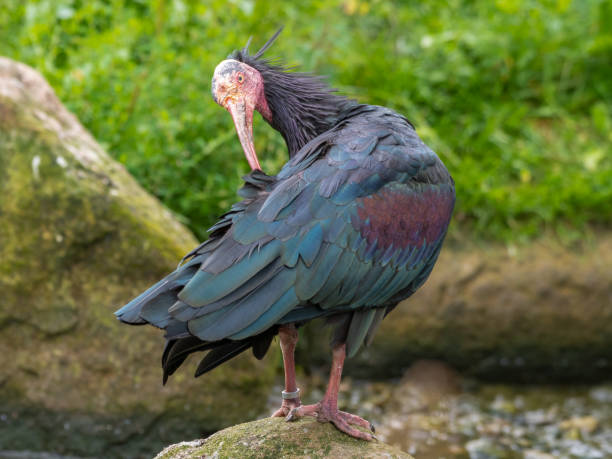 istock Northern bald ibis Preening on the Ground 1351716572