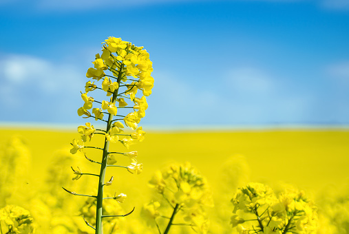 Canola field field against blue sky background. Cultivated Agricultural Field. Rapeseed plant, colza rapeseed for green energy. Yellow rape flower for healthy food oil on field.