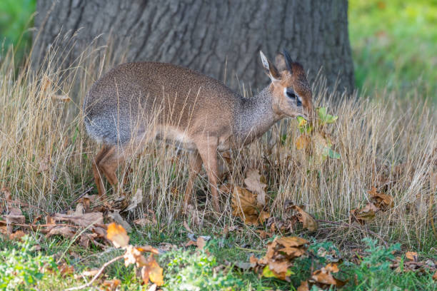 istock Small Kirk's Dik Dik Standing in a Field 1351717985
