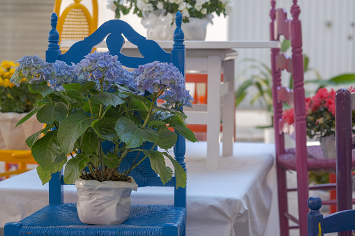 Blue hydrangea in pot on decorative chair or stand in patio in the garden, Home decoration.