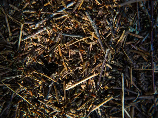 large forest anthill with ants close-up