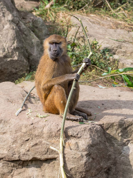 Baboons Using Tools 60+ Baboon Sitting On A Log Stock Photos, Pictures & Royalty-Free ...