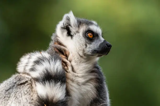 Photo of Ring Tailed Lemur Sitting on Grass
