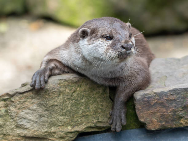 istock Oriental Short-clawed Otter Resting on a Rock 1351719438