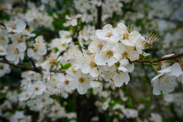 istock Beautiful flowers bloom in spring 1351719470