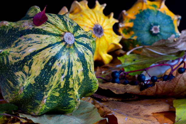 Autumn still life with decorative pumpkins, with a green striped pumpkin in the foreground, with yellow leaves. berries in the background, on a black background. Close-up. stock photo