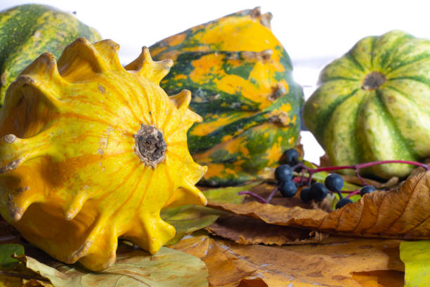Autumn still life with a yellow decorative pumpkin in the foreground, with yellow leaves and other pumpkins in the background, berries on a white background. Close-up. stock photo