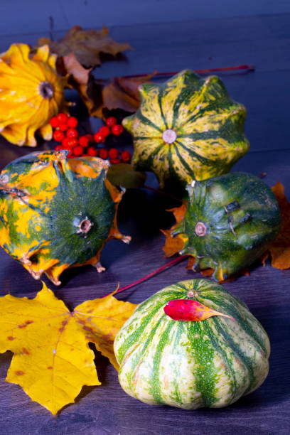Autumn still life. Decorative green striped pumpkin with a stuck red leaf in the foreground, with fallen leaves, pumpkins, berries in perspective in the background. Close-up. stock photo