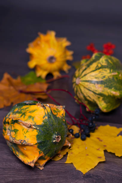 Autumn still life with a decorative colored pumpkin in the foreground, with fallen leaves, pumpkins, berries in the background on a black background. Close-up. stock photo
