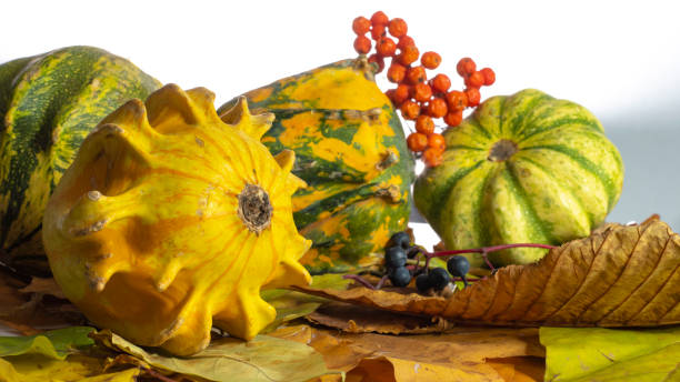 Autumn still life with a yellow decorative pumpkin in the foreground, with yellow leaves and other pumpkins in the background, berries. White background. Close-up. stock photo