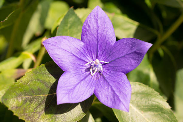 istock Blue flower in a garden 1351721125