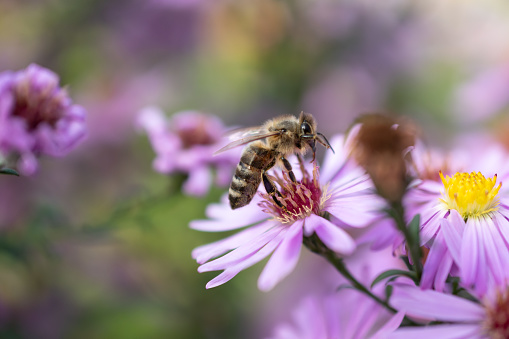 Ruggell, Liechtenstein, September 25, 2021 Busy bee is collecting nectar from a lila flower