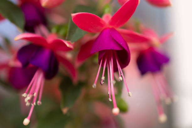 istock Lila flowers in a garden 1351721656