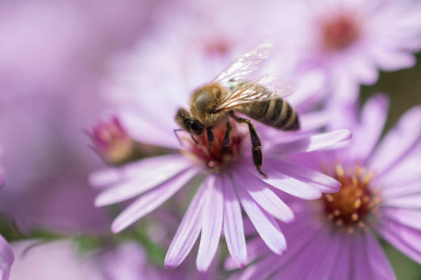istock Bee on a lila flower 1351721657