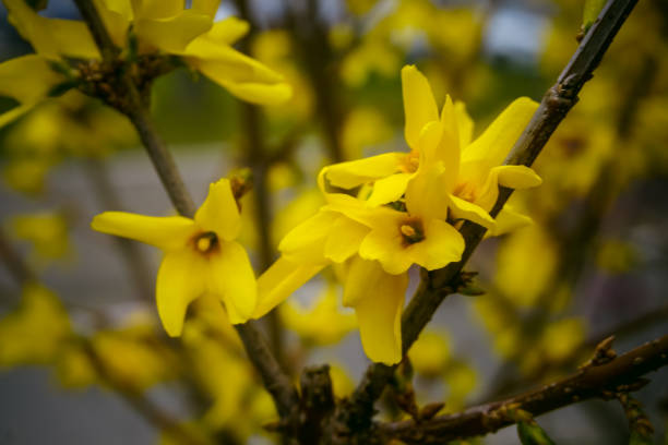 istock Beautiful flowers bloom in spring 1351722546