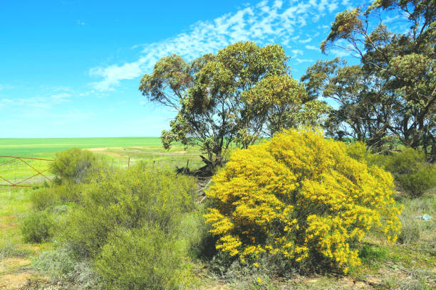 istock Hopetoun, Victoria Australia 1351722617