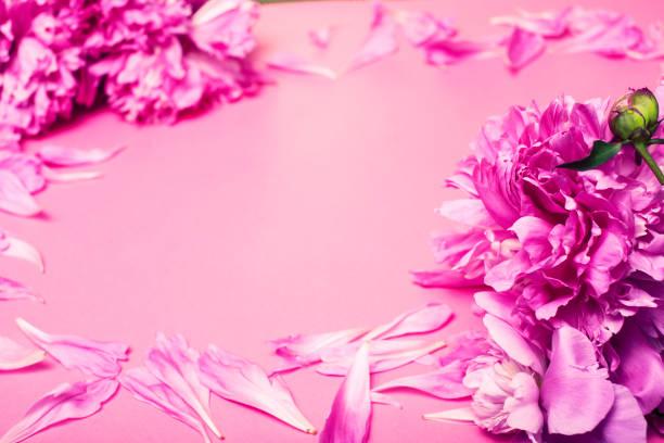istock pink background with piony and petails copyspace close up 1351723814