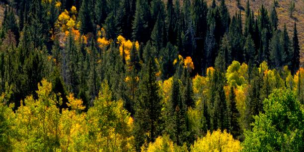 Aspen Lines stock photo