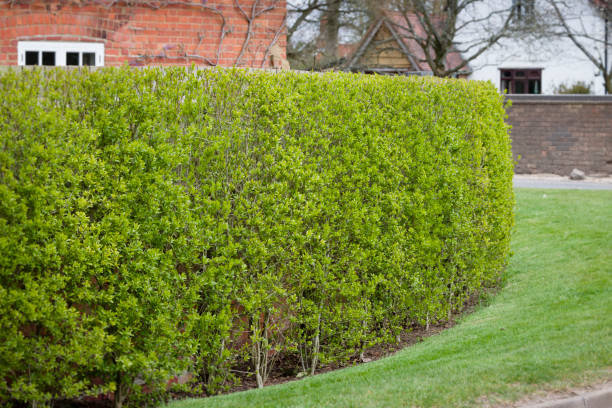 Garden hedge, wild privet, outside Victorian house, UK Garden hedge, wild privet (ligustrum vulgare) outside Victorian house in spring time, UK privet stock pictures, royalty-free photos & images