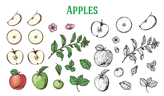 Apples hand drawn collection. Food sketch. Vintage vector illustration. Apple fruits, flowers and branches collection.