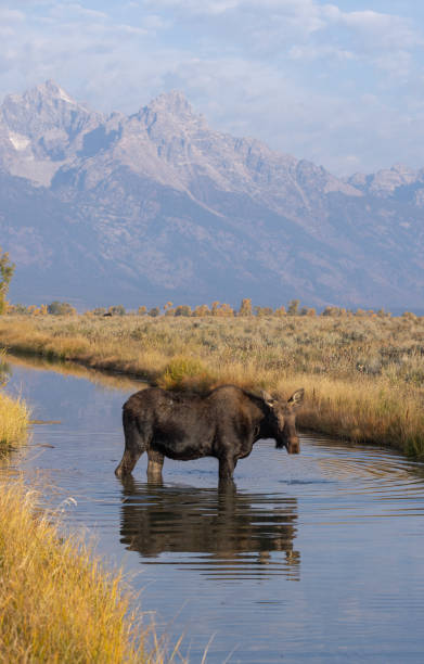 istock Cow Moose in Autumn in Wyoming 1351726982