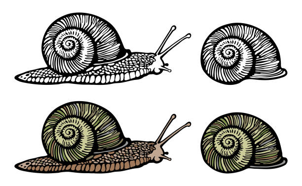 Hand-drawn Vector Illustration of common grape Snail. Color and Outline Realistic Slug with radial shell. Design for label, logo, cosmetic cream Hand-drawn Vector Illustration of common grape Snail. Color and Outline Realistic Slug with radial shell. Design for label, logo, cosmetic cream snail stock illustrations