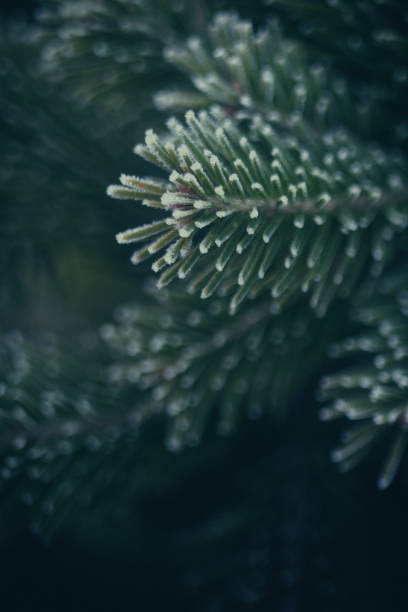 istock Dark Christmas New Year background frozen Christmas tree texture 1351727876