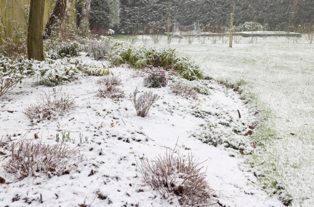 Snow covering garden in winter, UK