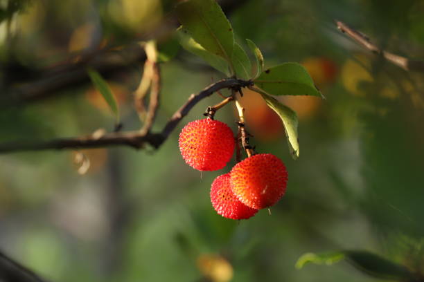 istock fruits of Arbutus 1351728484