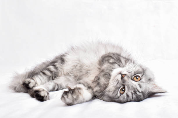 istock A gray fluffy playful cat lies on a chalky background. 1351729302