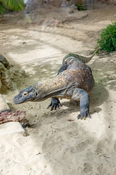 istock Komodo Dragon, the largest lizard in the world 1351729889