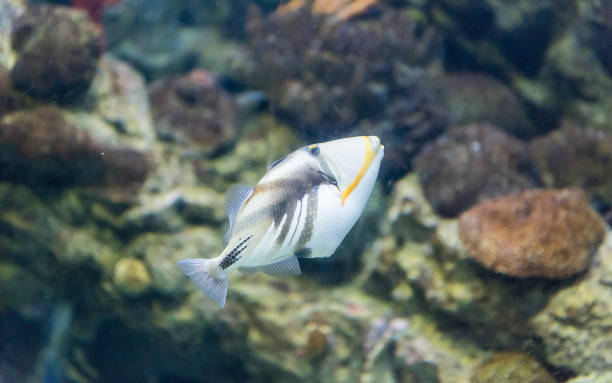 Closeup of a Lagoon Triggerfish in aquarium environment Closeup of a Rhinecanthus aculeatus, commonly known as Picasso Triggerfish or Lagoon Triggerfish, as seen in aquarium environment indian triggerfish or melichthys indicus stock pictures, royalty-free photos & images