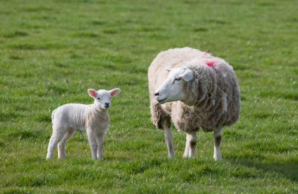 istock Sheep with baby lamb in field, UK 1351730175
