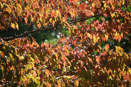 Beautiful autumn foliage of Japanese maple in Tokyo public parks.