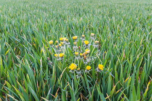 Dandelion weeds growing in a green field of crops, UK. Agriculture weed control and organic farming concept
