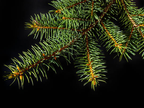 istock Christmas green spruce branch isolated on black background 1351733082
