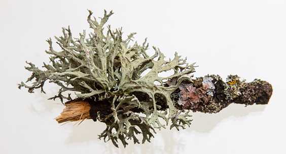 Lichen on a dry twig on a white background. Evernia prunastri, also known as oakmoss, It is used extensively in modern perfumery