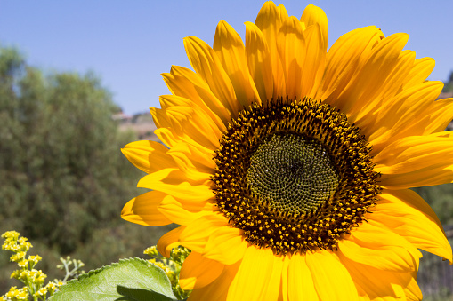 Close up of large yellow sunflower head. Bright photograph with blue sky and green trees in background.