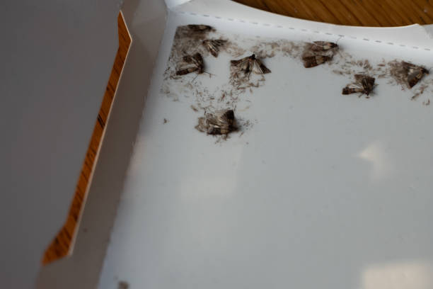 istock Pest control in food shortage. Captured food moths. 1351742097