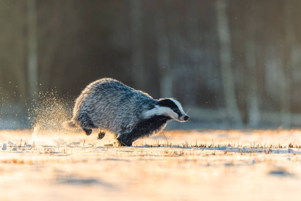 Fast running badger in the snow at sunrise. Dust behind him, forest in the background. Fast running badger in the snow at sunrise. Dust behind him, forest in the background. meles meles stock pictures, royalty-free photos & images