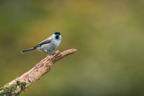 istock Songbird (the marsh tit, poecile palustris) perched and looking around. Autumn colors, simple blurred background. 1351742982