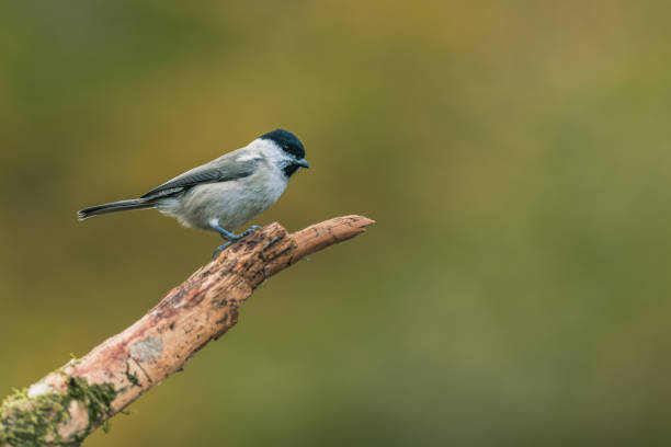 istock Songbird (the marsh tit, poecile palustris) perched and looking around. Autumn colors, simple blurred background. 1351742985